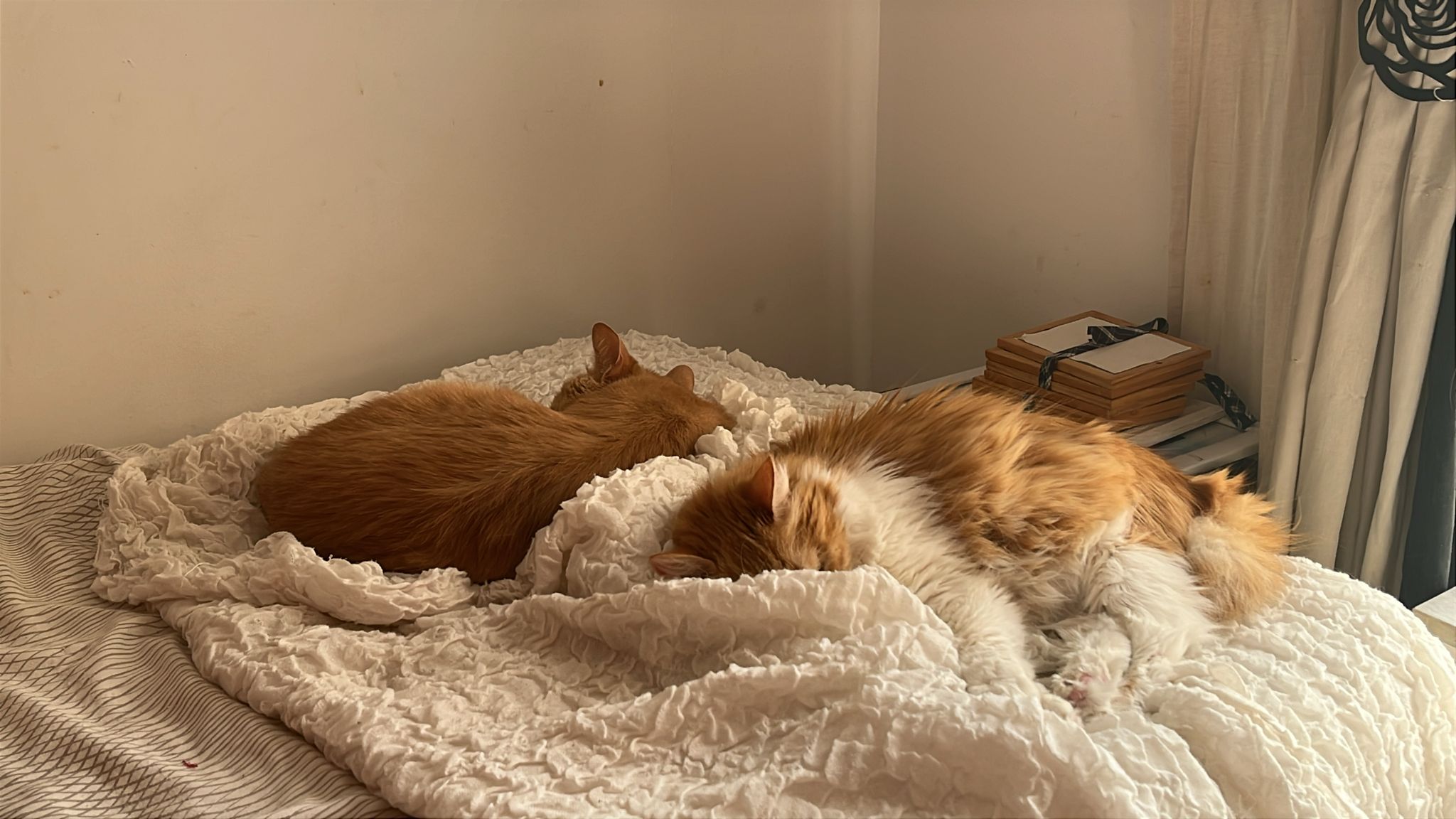 Imagen 1 del anuncio de @stefano en duduo.